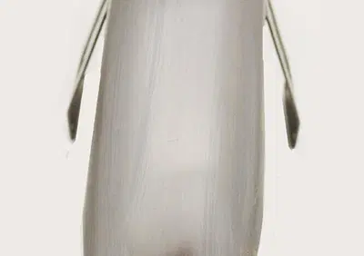 Parafango anteriore 19" - 21" grezzo per Softail,  - Annuncio 8555630