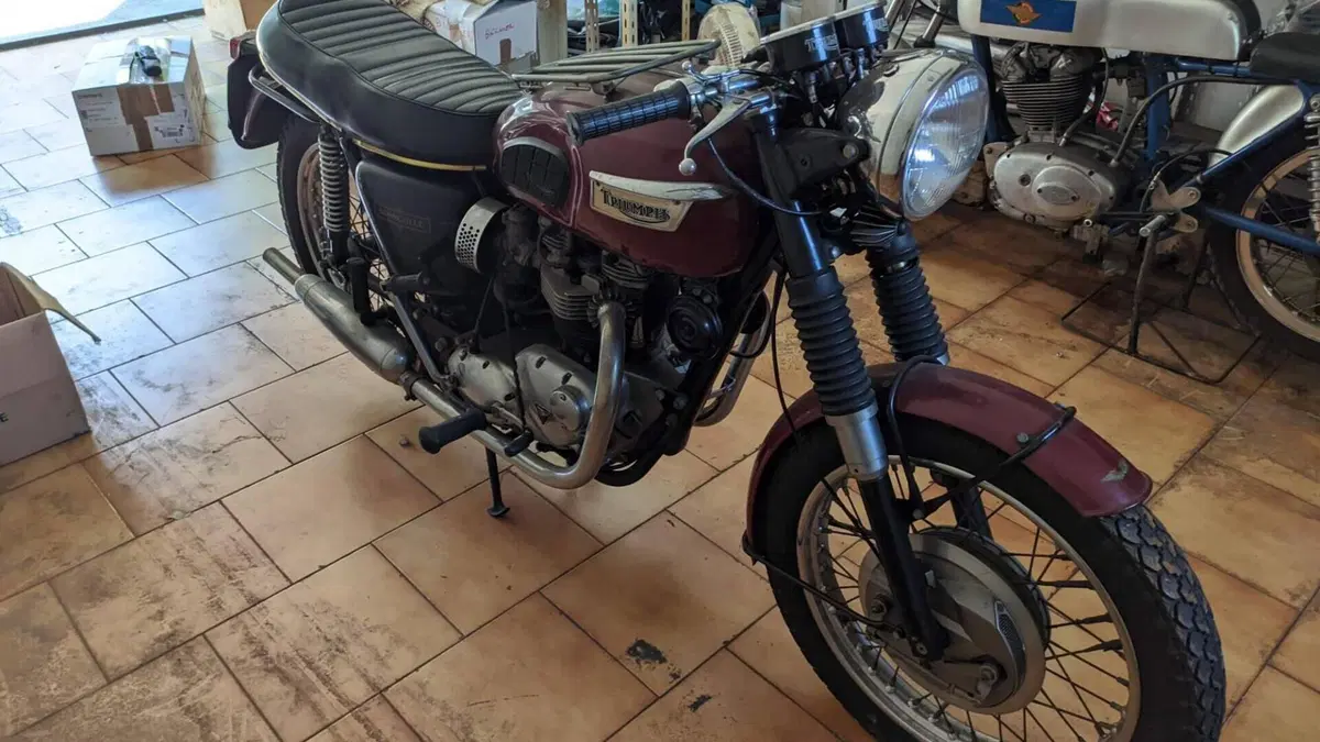Triumph   (7)
