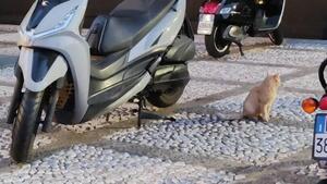 Kymco Agility 300i R16 ABS (2020) 