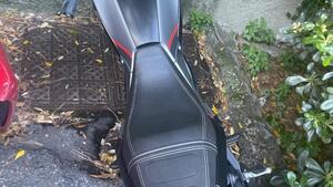 Benelli Leoncino 125 (2022 - 25) 