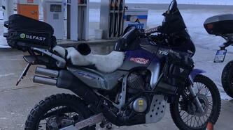 Honda Transalp XL 600V (1997 - 99) usata