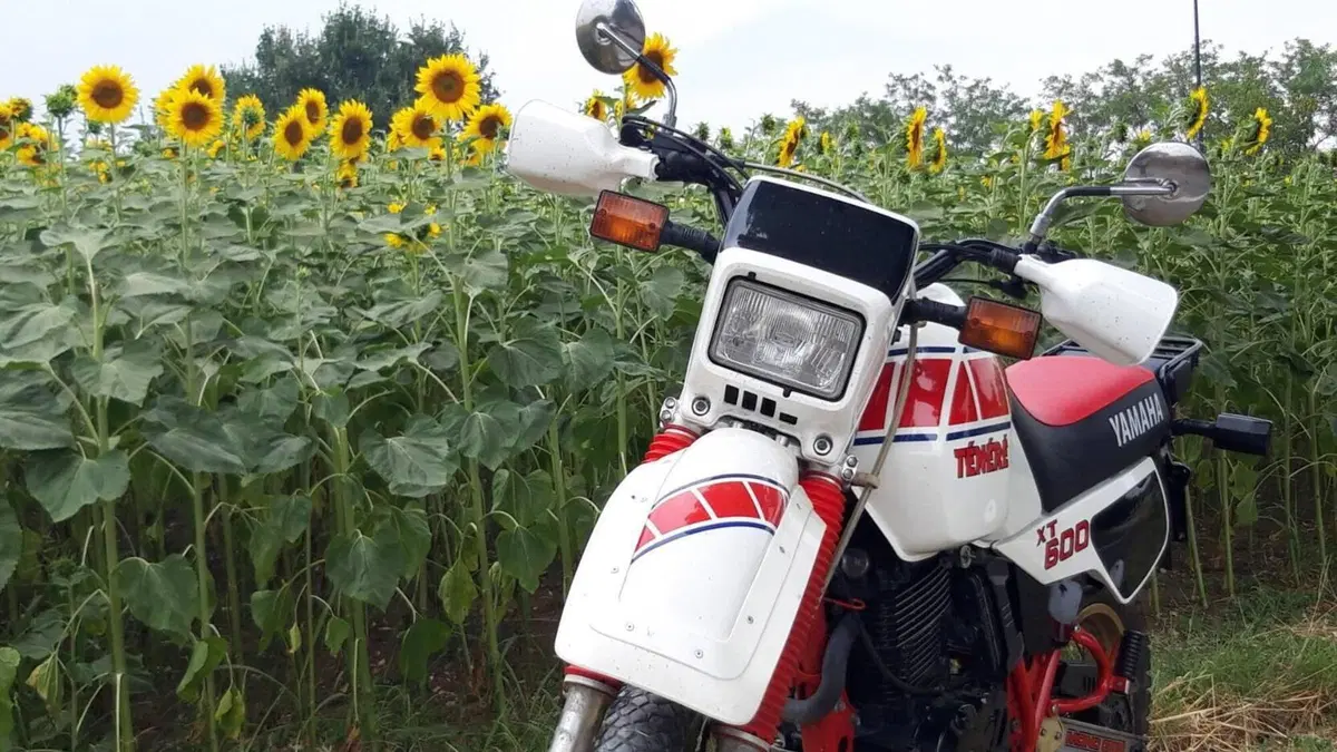 Yamaha   (3)