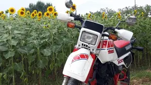 Yamaha   (3)