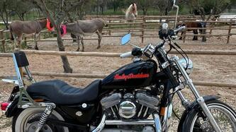 Harley-Davidson 883 Standard (1994 - 00) - XLH usata