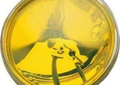 Parabola 4.5" gialla liscia sigillata Motorcycle S  - Annuncio 9815601