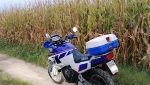 Yamaha   (6)