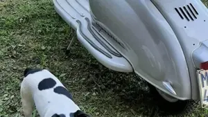 Innocenti  