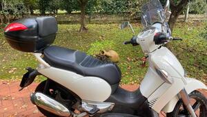 Aprilia Scarabeo 300 Special (2009 - 13) 