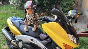 Yamaha T-Max 500 (2001 - 03) 