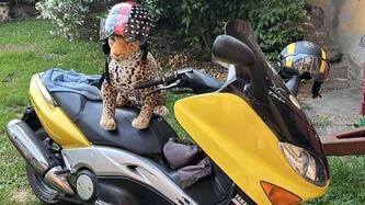 Yamaha T-Max 500 (2001 - 03) usata