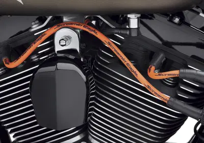 Cavi can - Annuncio 8867120