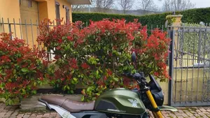 Moto Morini SEIEMMEZZO SCR (2022 - 26)  (3)