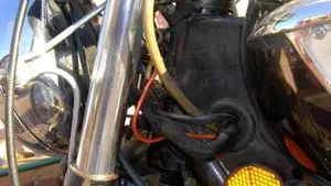 Triumph   (12)