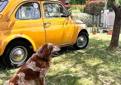 Fiat 500 L  (3)