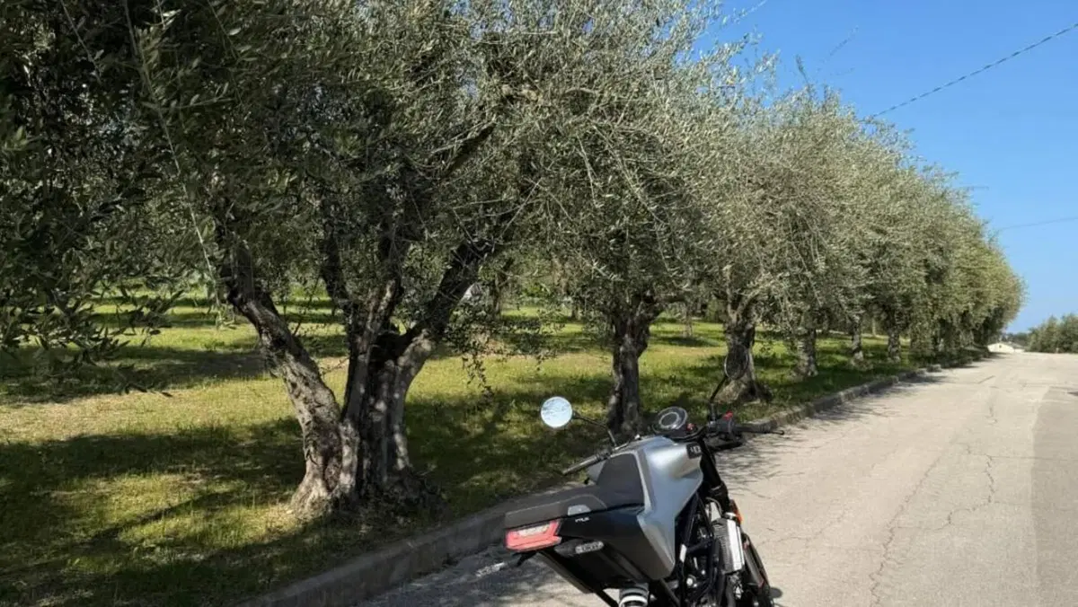 Husqvarna Vitpilen 401 (2020)  (5)