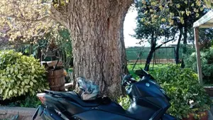 Yamaha T-Max 560 (2022 - 24)  (3)