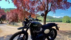 Triumph Street Scrambler 900 (2021 - 22)  (7)