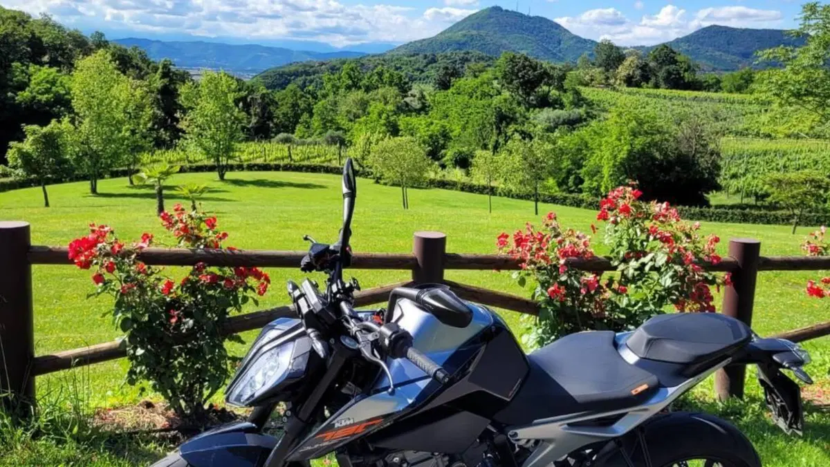 KTM 790 Duke (2018 - 20)  (3)