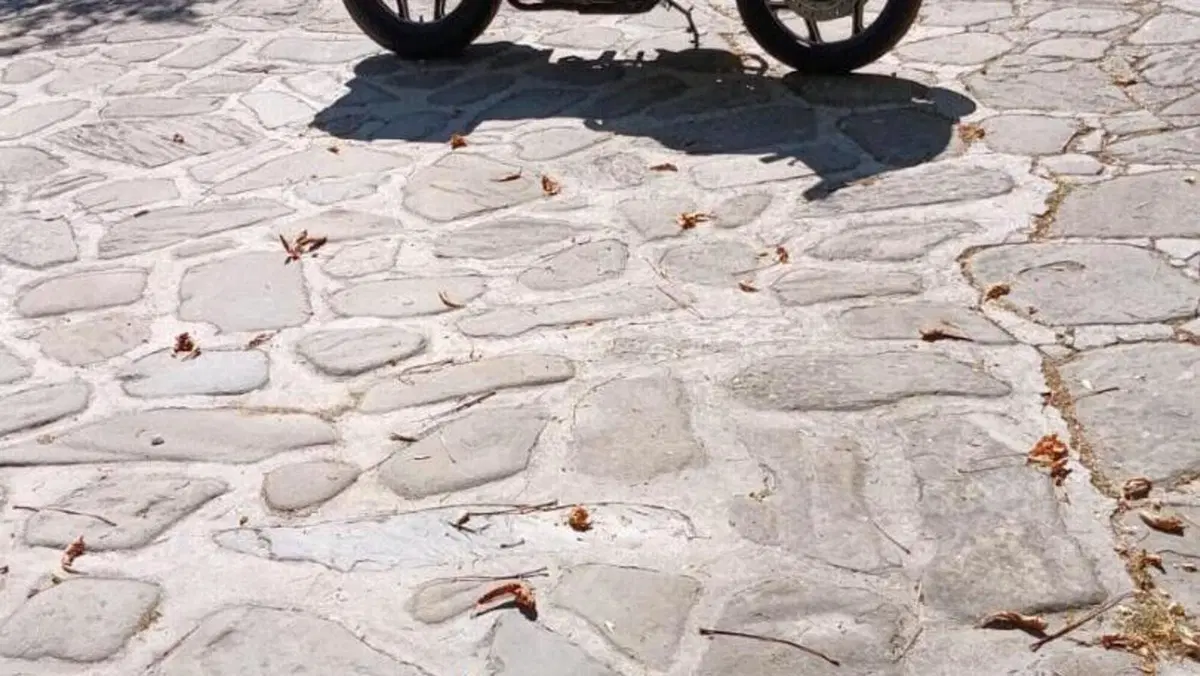 Bmw   (9)