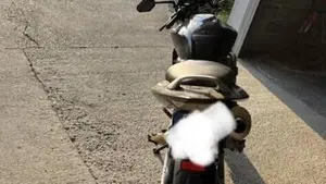 Honda Hornet 600 (2003 - 04)  (4)