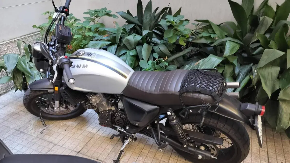 Swm Ace of Spades 125 (2019) 